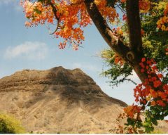 Human Rights in Hawai'i and Beyond: Views and Insights